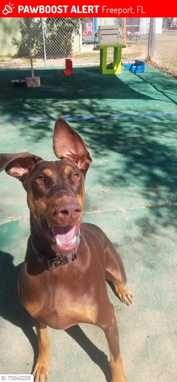 Lost Male Dog last seen Bay Loop/Goodwin Creek Road, Freeport, FL 32439