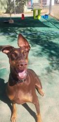 Lost Male Dog last seen Bay Loop/Goodwin Creek Road, Freeport, FL 32439