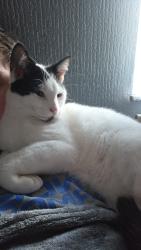 Lost Male Cat last seen Kendal road , Ince-in-Makerfield, England WN2 2NR