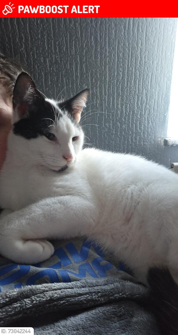 Lost Male Cat last seen Kendal road , Ince-in-Makerfield, England WN2 2NR