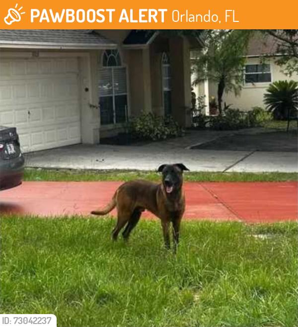 Found/Stray Male Dog last seen Aspencrest ct, Orlando, fl, Orlando, FL 32835