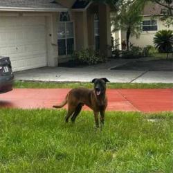 Found/Stray Male Dog last seen Aspencrest ct, Orlando, fl, Orlando, FL 32835
