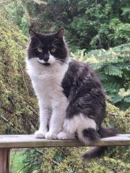 Lost Male Cat last seen Milford OH, Milford, OH 45150