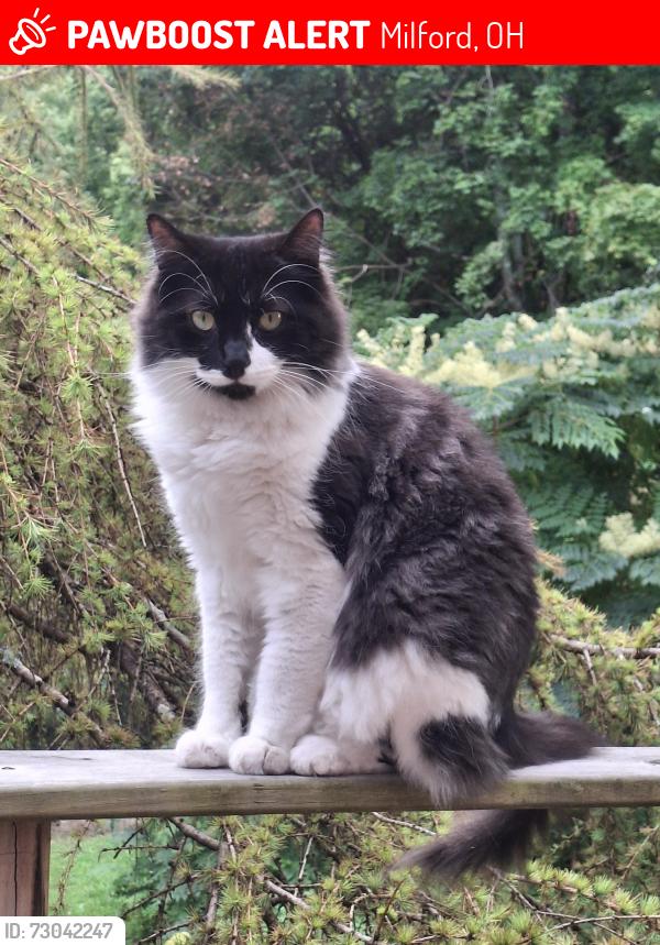 Lost Male Cat last seen Milford OH, Milford, OH 45150