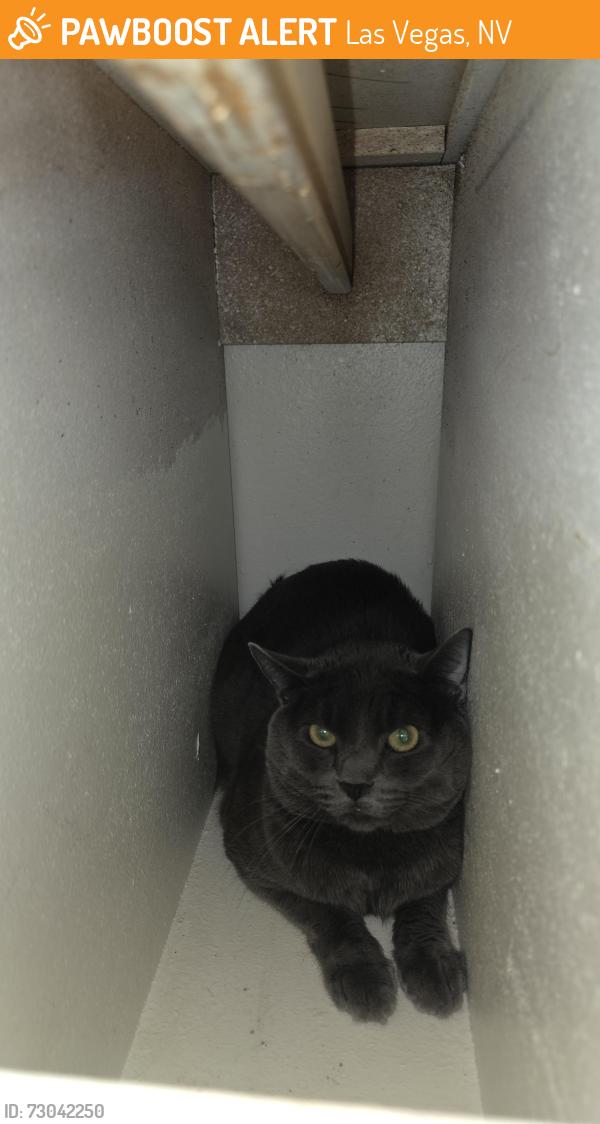 Found/Stray Unknown Cat last seen Tamarus/University Ave, Las Vegas, NV 89119