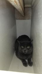 Found/Stray Unknown Cat last seen Tamarus/University Ave, Las Vegas, NV 89119