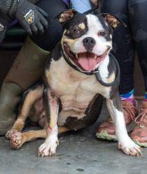 Shelter Stray Female Dog last seen I 285 and Moreland Conley, 30288, 30288, GA, 3280 Chamblee Dunwoody Rd, Chamblee, GA 30341, USA