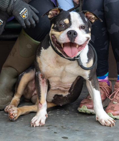 Shelter Stray Female Dog last seen I 285 and Moreland Conley, 30288, 30288, GA, 3280 Chamblee Dunwoody Rd, Chamblee, GA 30341, USA