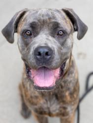 Shelter Stray Female Dog last seen Near Old River Road 30294, 30294, GA, 3280 Chamblee Dunwoody Rd, Chamblee, GA 30341, USA