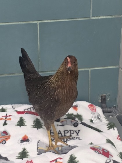 Shelter Stray Unknown Chicken last seen Near East Bethel, Coppell, TX, 821 S Coppell Rd, Coppell, TX 75019, USA