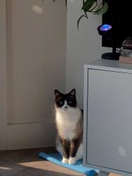 Lost Male Cat last seen Near N Center St SLC, Salt Lake City, UT 84103