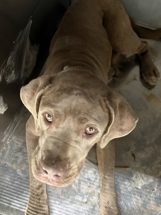 Shelter Stray Female Dog last seen AIRPORT FWY & BEACH STATE HWY 121 EB RAMP, Central District, TX, 355 Hillshire Dr, Haslet, TX 76052, USA