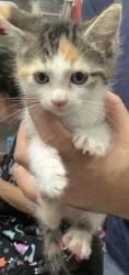 Shelter Stray Female Cat last seen Near Chauncery Pl, West District, TX, 355 Hillshire Dr, Haslet, TX 76052, USA
