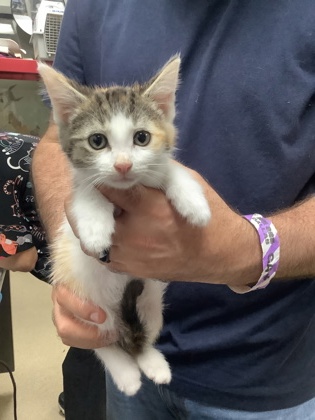 Shelter Stray Female Cat last seen Near Chauncery Pl, West District, TX, 355 Hillshire Dr, Haslet, TX 76052, USA