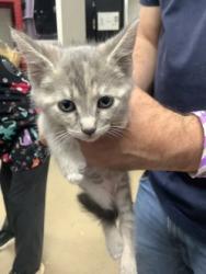 Shelter Stray Female Cat last seen Near Chauncery Pl, West District, TX, 355 Hillshire Dr, Haslet, TX 76052, USA