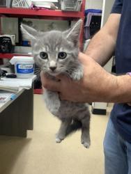 Shelter Stray Male Cat last seen Near Chauncery Pl, West District, TX, 355 Hillshire Dr, Haslet, TX 76052, USA