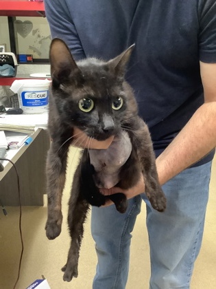 Shelter Stray Female Cat last seen Near Chauncery Pl, West District, TX, 355 Hillshire Dr, Haslet, TX 76052, USA