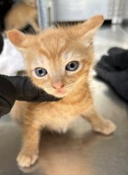 Shelter Stray Male Cat last seen Near Lake Como Dr, West District, TX, 355 Hillshire Dr, Haslet, TX 76052, USA