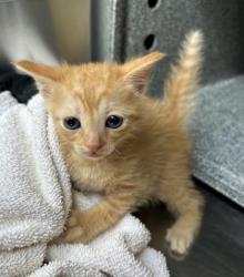Shelter Stray Male Cat last seen Near Lake Como Dr, West District, TX, 355 Hillshire Dr, Haslet, TX 76052, USA