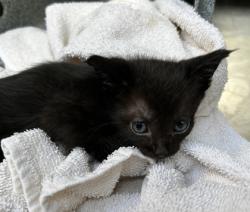 Shelter Stray Male Cat last seen Near Lake Como Dr, West District, TX, 355 Hillshire Dr, Haslet, TX 76052, USA