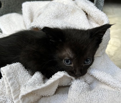 Shelter Stray Male Cat last seen Near Lake Como Dr, West District, TX, 355 Hillshire Dr, Haslet, TX 76052, USA