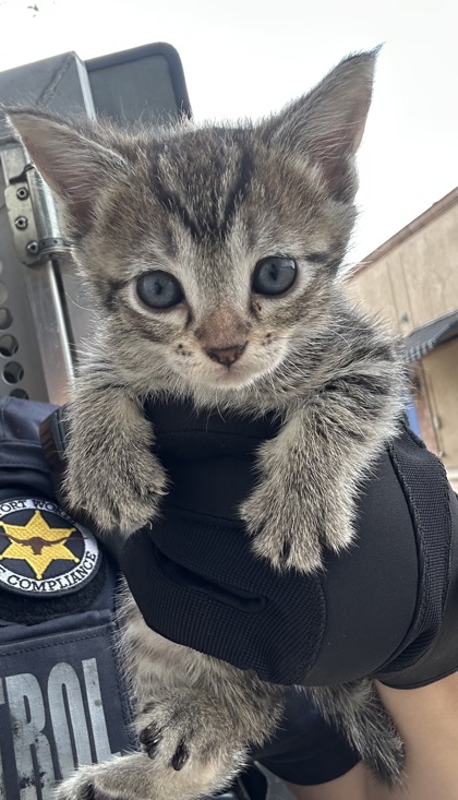 Shelter Stray Female Cat last seen Near Lake Como Dr, West District, TX, 355 Hillshire Dr, Haslet, TX 76052, USA