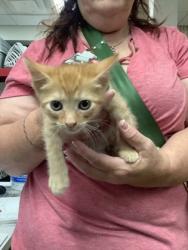 Shelter Stray Male Cat last seen Near Chauncery Pl, West District, TX, 355 Hillshire Dr, Haslet, TX 76052, USA