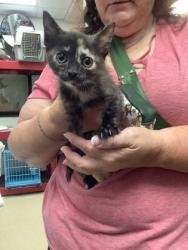 Shelter Stray Female Cat last seen Near Chauncery Pl, West District, TX, 355 Hillshire Dr, Haslet, TX 76052, USA