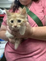 Shelter Stray Female Cat last seen Near Chauncery Pl, West District, TX, 355 Hillshire Dr, Haslet, TX 76052, USA