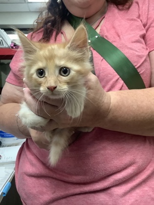 Shelter Stray Female Cat last seen Near Chauncery Pl, West District, TX, 355 Hillshire Dr, Haslet, TX 76052, USA