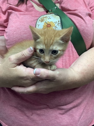 Shelter Stray Male Cat last seen Near Chauncery Pl, West District, TX, 355 Hillshire Dr, Haslet, TX 76052, USA