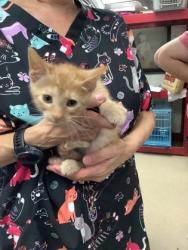 Shelter Stray Male Cat last seen Near Chauncery Pl, West District, TX, 355 Hillshire Dr, Haslet, TX 76052, USA