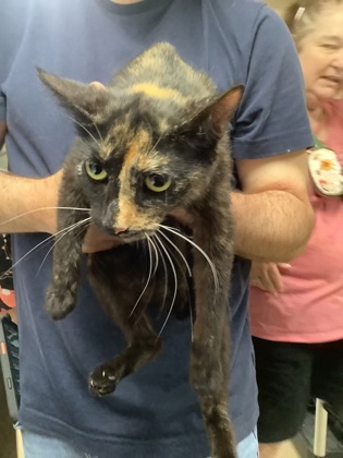 Shelter Stray Female Cat last seen Near Chauncery Pl, West District, TX, 355 Hillshire Dr, Haslet, TX 76052, USA