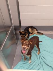 Shelter Stray Female Dog last seen Near Alta Ridge Dr, Keller, TX, 330 Rufe Snow Dr, Keller, TX 76248, USA