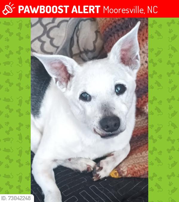 Lost Male Dog last seen Eastport Lane, Mooresville, NC 28115