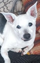 Lost Male Dog last seen Eastport Lane, Mooresville, NC 28115