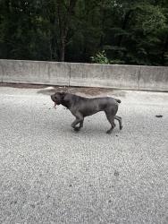 Found/Stray Unknown Dog last seen Hopkins Rd & Beluah Rd, Richmond, VA 23237