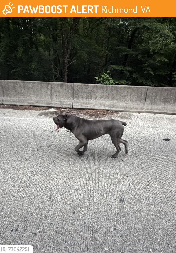 Found/Stray Unknown Dog last seen Hopkins Rd & Beluah Rd, Richmond, VA 23237