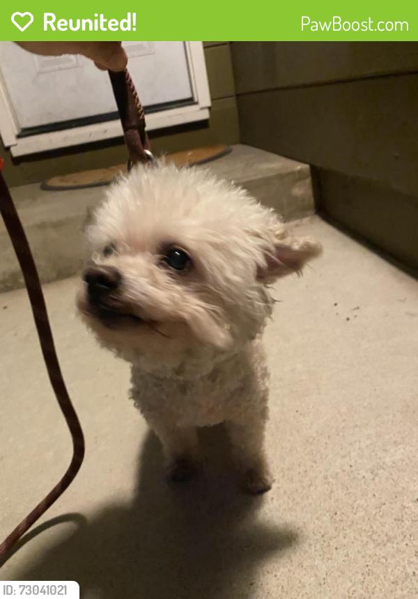 Reunited Male Dog last seen Longden and Foss Ave, Arcadia, CA 91006