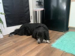 Found/Stray Unknown Dog last seen King blvd meadows blvd ne, Rio Rancho, NM 87144