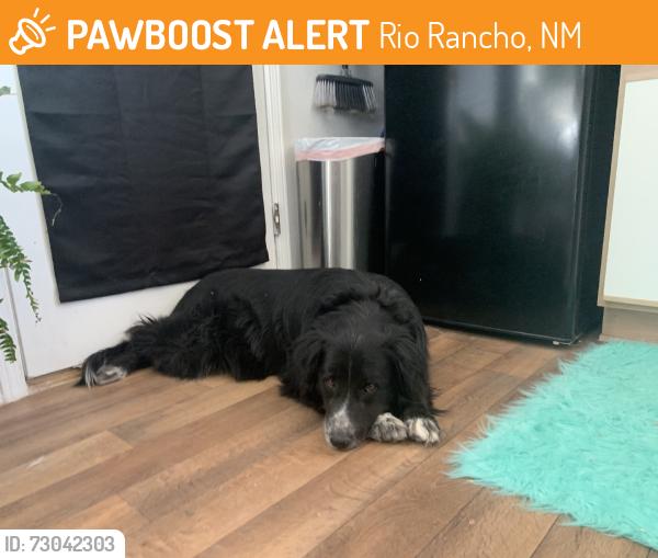Found/Stray Unknown Dog last seen King blvd meadows blvd ne, Rio Rancho, NM 87144