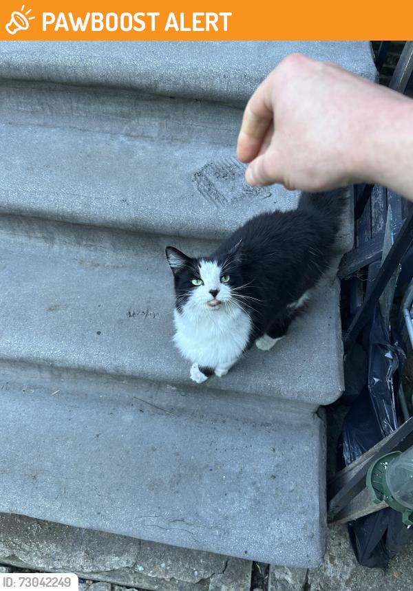 Found/Stray Unknown Cat last seen New Cross road, Greater London, England SE14 5AD