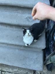 Found/Stray Unknown Cat last seen New Cross road, Greater London, England SE14 5AD