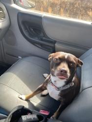 Reunited Female Dog last seen Last seen near the cemetery , Mooresville, NC 28115