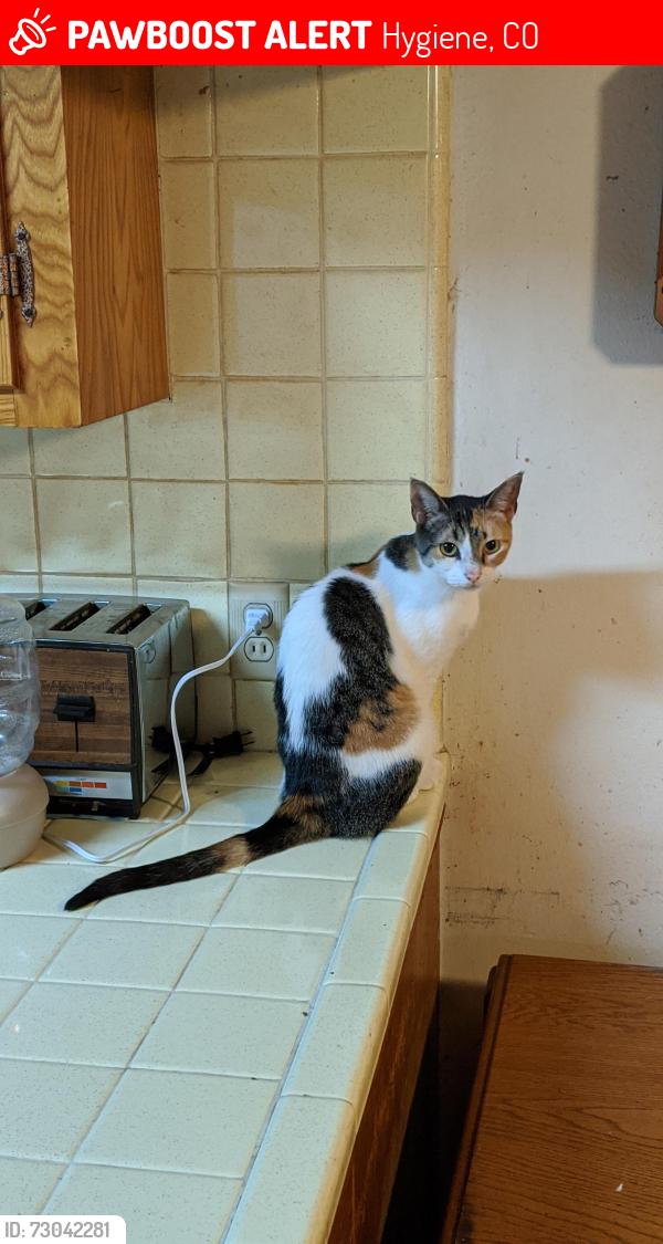 Lost Female Cat last seen North 75th and Rozen, Hygiene, CO 80503