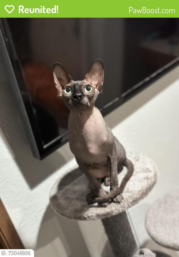 Reunited Male Cat last seen Near 47th avenue court e Spanaway wa , Spanaway, WA 98387