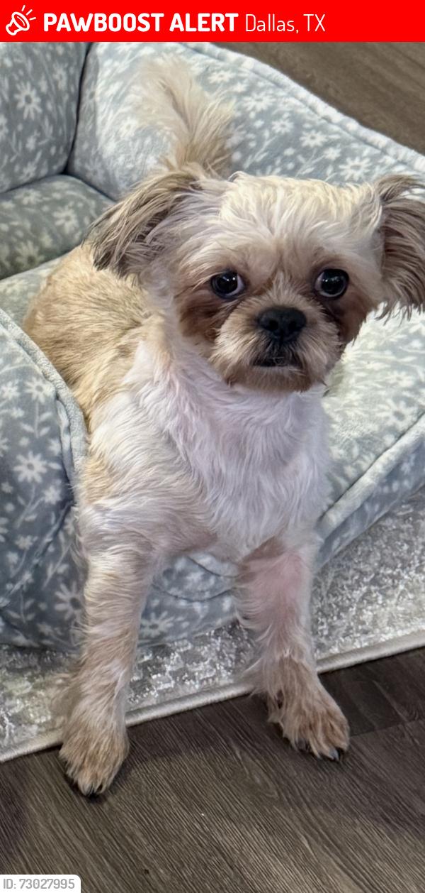 Lost Female Dog last seen Westmoreland , Dallas, TX 75211