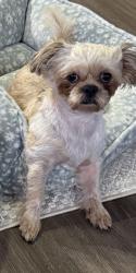 Lost Female Dog last seen Westmoreland , Dallas, TX 75211