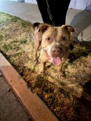 Found/Stray Male Dog last seen Frigate and Van Tres, Los Angeles, CA 90744