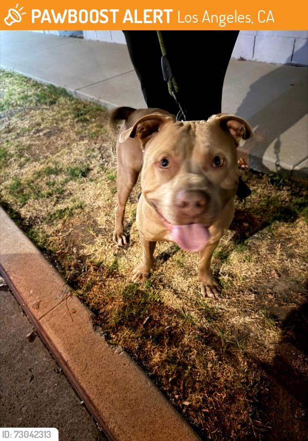 Found/Stray Male Dog last seen Frigate and Van Tres, Los Angeles, CA 90744